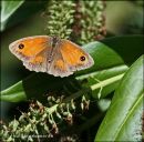 Gatekeeper
